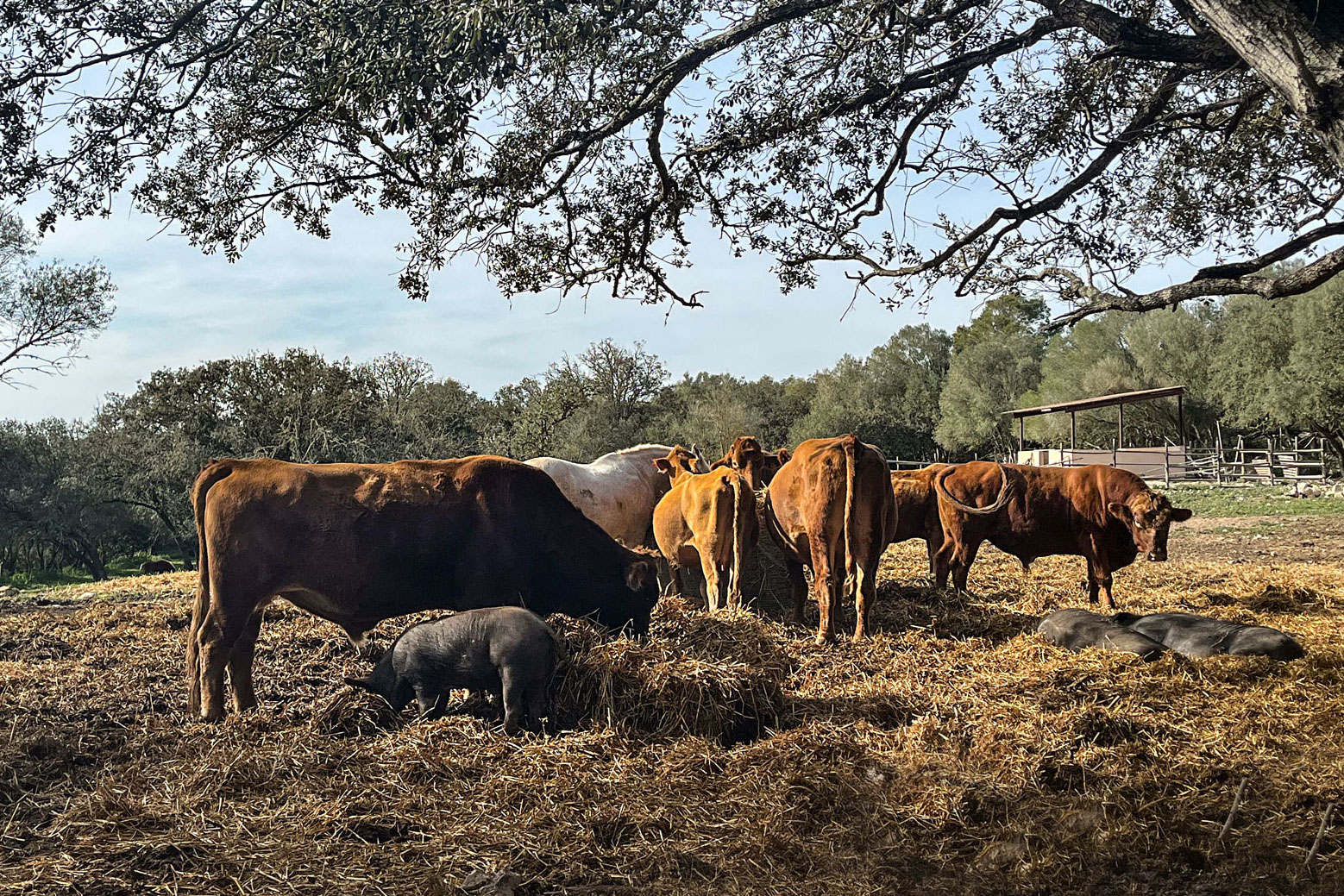 HOTELS_M_AGRI-CanFeliu-mobil_5564-Ausschnitt-WEB1600